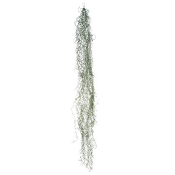 Decorative succulent Tillandsia Usneoides MIRIEL, green, 4ft/130cm