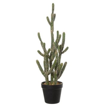 Decorative euphorbia zoutpansbergensis TALIU, planter, green, 22"/55cm