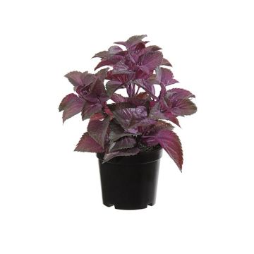 Plastic plant Mint TSUKI, purple-burgundy, 24cm