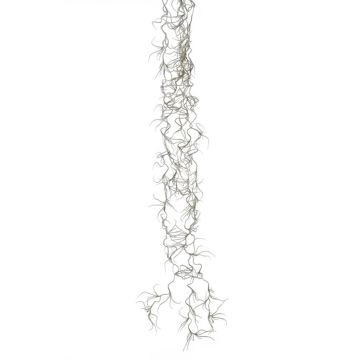 Decorative succulent Tillandsia Usneoides DAMASO, spike, grey, 31"/80cm