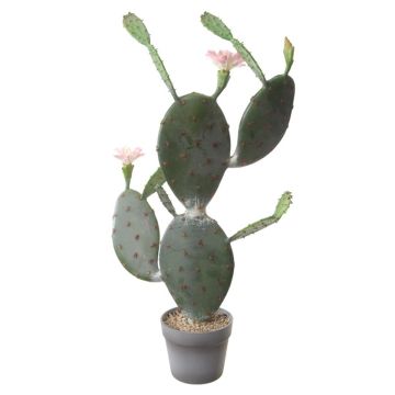 Decorative prickly pear LEODORA with flowers, decorative pot, green-pink, 30"/75cm
