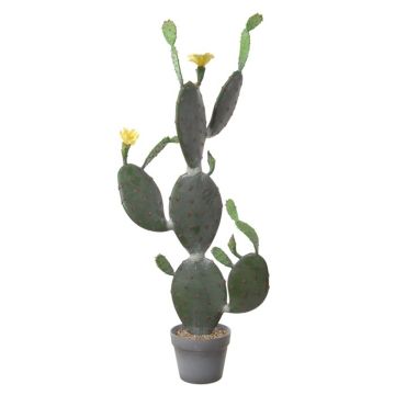 Decorative prickly pear LEODORA with flowers, decorative pot, green-yellow, 3ft/105cm