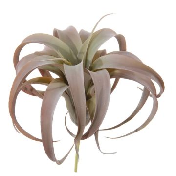 Decorative plant Tillandsia Xerographica KASTIEL, spike, brown-green, 9"/23cm