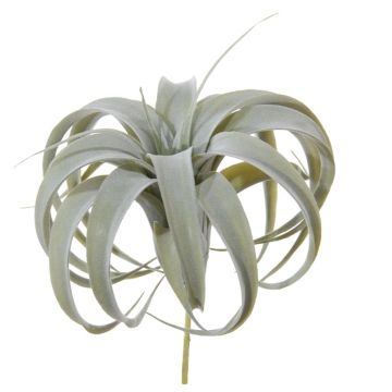 Decorative plant Tillandsia Xerographica KASTIEL, spike, grey-green, 9"/23cm