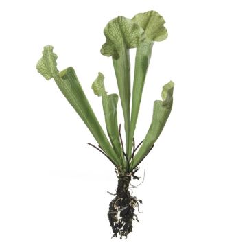 Artificial plant Sarracenia HAMY, spike, green, 14"/35cm