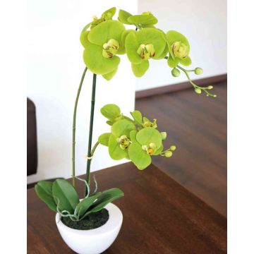 Artificial Phalaenopsis orchid AURELIA in ceramic pot, green, 22"/55cm
