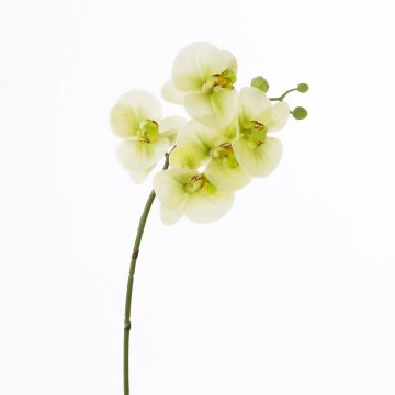 Fake phalaenopsis EMILIA, cream-green, 24"/60cm, Ø3.1"/8cm