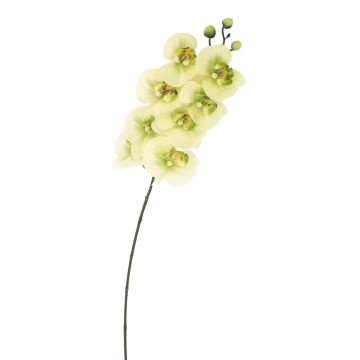 Fake phalaenopsis spray AURELIA, cream-green, 3ft/95cm, Ø4"/10cm