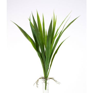 False daylily RITA, spike, aerial roots, green, 16"/40cm, Ø10"/25cm