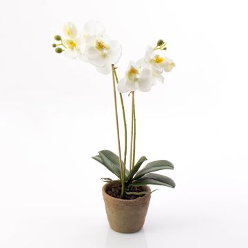 Silk orchid MINA in a terracotta pot, white, 18"/45cm, Ø2.4"-3.1"/6-8cm