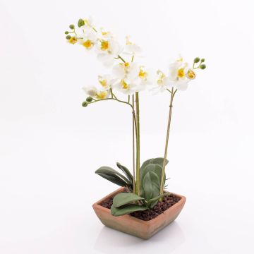 Silk orchid MINA in a terracotta pot, white, 22"/55cm, Ø2.4"-3.1"/6-8cm