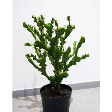 Artificial Euphorbia TIKO, green, 30"/75cm