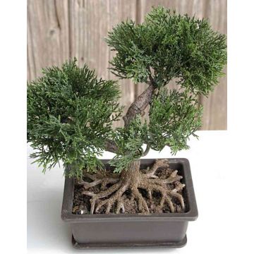 Artificial bonsai cedar ALVARI with roots, in decorative bowl, 8"/20cm