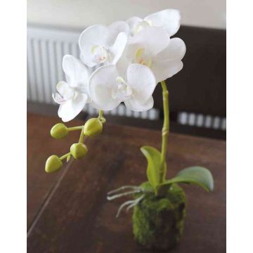 Artificial Phalaenopsis Orchid VEENA in soil ball, white, 16"/40cm