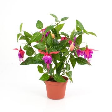 Artificial Fuchsia THAYNARA, with blooms, pink, 12"/30cm