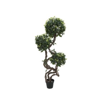 Plastic Ficus tree MIYU, natural stems, green, 5ft/160cm