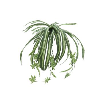 Plastic Spider plant MALOU, on spike, green-white, 24"/60cm