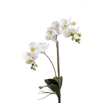 Silk phalaenopsis CANDIDA on spike, white, 26"/65cm, Ø2.8"-3.1"/7-8cm