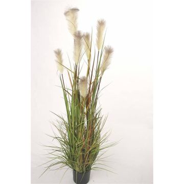 Silk reed grass EYOTA with panicles, green-brown, 6ft/180cm