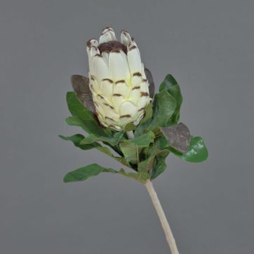 Artificial protea NELLI, white-yellow, 30"/75cm, Ø3.1"/8cm Artificial protea NELLI, white-yellow, 30"/75cm, Ø3.1"/8cm
