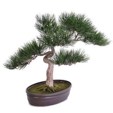 Plastic Bonsai pine ARATA, aerial roots, decorative planter, 18"/45cm