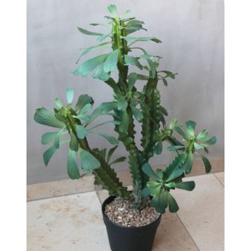 Artificial cactus Euphorbia trigona BAILEY, decorative pot, green, 26"/65cm