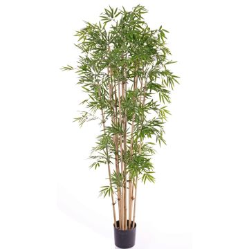 Artificial bamboo REIKA, natural trunks, 6ft/180cm