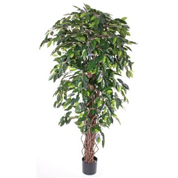 Fake ficus benjamina BERGLIND, natural trunks, green, 7ft/210cm