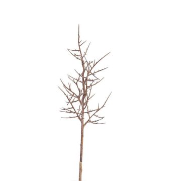 Artificial Christ's thorn branch OTTO, brown, 30"/75cm