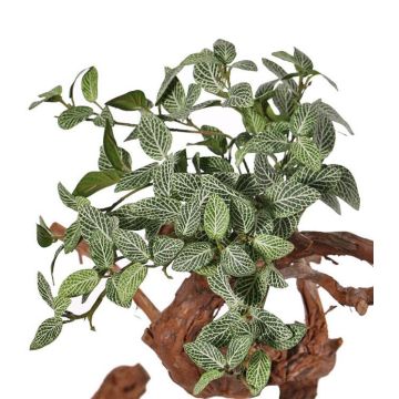 Fake fittonia NIKLAUS, on spike, hardly flammable, green-white, 12"/30cm