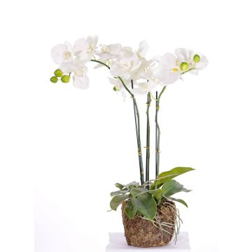 Fake phalaenopsis orchid MARGIT in bale of soil, white, 26"/65cm