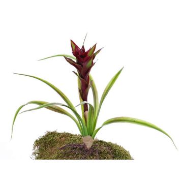 Fake guzmania ANELY with flowers, on spike, red, 16"/40cm