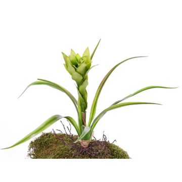 Fake guzmania ANELY with flowers, on spike, green, 16"/40cm