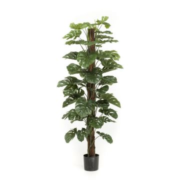 Artificial Philodendron Monstera Deliciosa LASO, 6ft/180cm