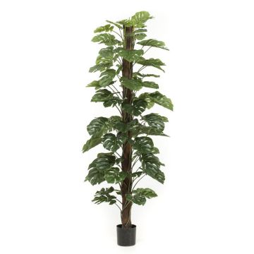 Artificial Philodendron Monstera Deliciosa LASO, 7ft/210cm