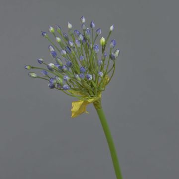 Artificial ornamental leek KATYNA, blue, 28"/70cm