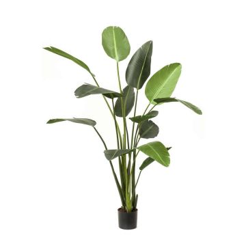 Artificial plant Strelitzia PAVLOVA, green, 8ft/230cm