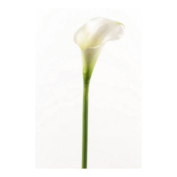 Artificial calla CLAVO, white, 28"/70cm