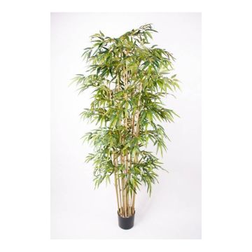 Artificial bamboo HIKITO, real stems, 7ft/205cm