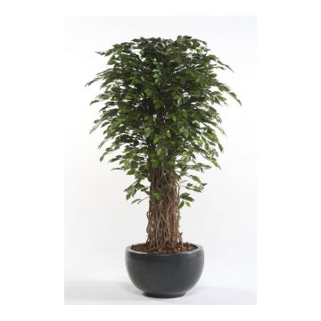 Artificial Ficus Benjamina ADOLFO, natural stems, green, 7ft/205cm
