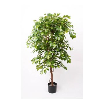 Artificial Ficus Benjamina BARTOLO, real stem, green, 5ft/140cm
