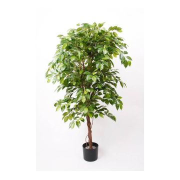 Artificial Ficus Benjamina BARTOLO, real stem, green, 6ft/170cm