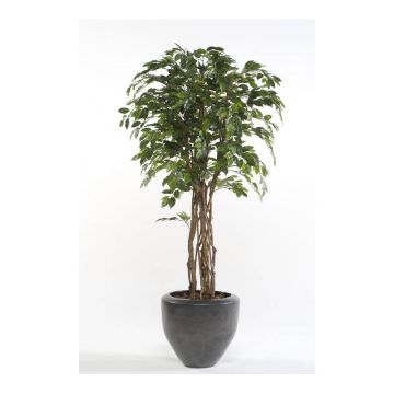 Plastic Ficus Benjamina CARLOH, real stems, green, 6ft/170cm