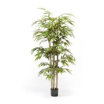 Plastic bamboo TAMANE natural stems, 5ft/150cm