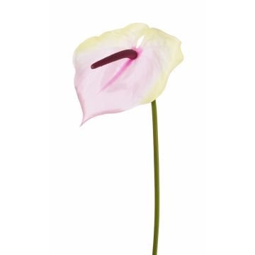 Fake flamingo flower MOIRA, cream-light pink, 30"/75cm, 5.1"x8"/13x20cm