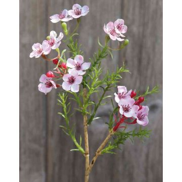 Artificial wax flower AISHA, light pink, 10"/25cm