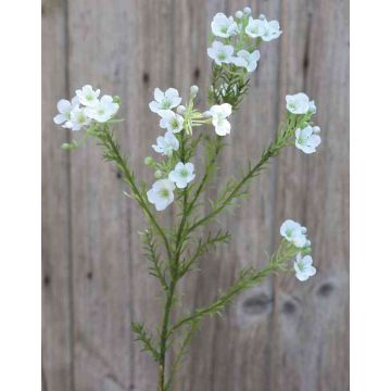 Artificial wax flower AISHA, cream-white, 26"/65cm