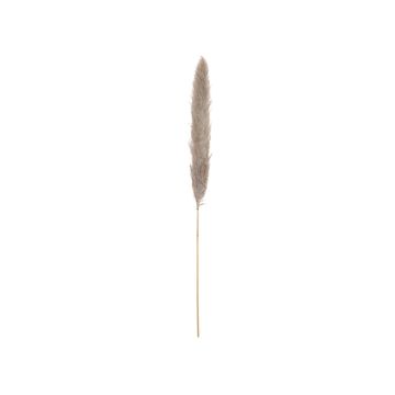 Dried pampas grass panicle ALBERICO, natural colour, 135cm
