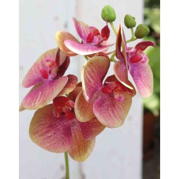 Artificial Phalaenopsis orchid spray OPHELIA, pink-green, 16"/40cm