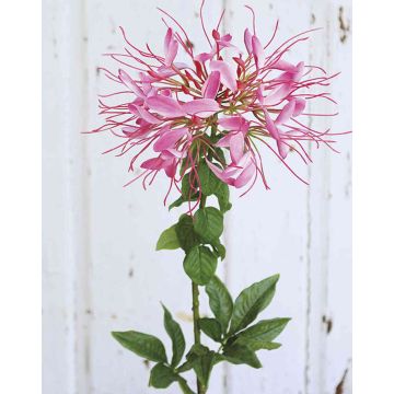 Artificial spider flower HILDEGARD, light pink, 33"/85cm
